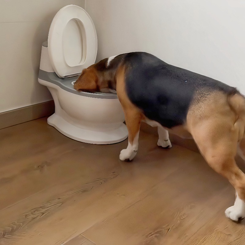 ชามอาหารสุนัขแบบช้า ดีไซน์สร้า - Pet Feeders บทวิจารณ์และราคา