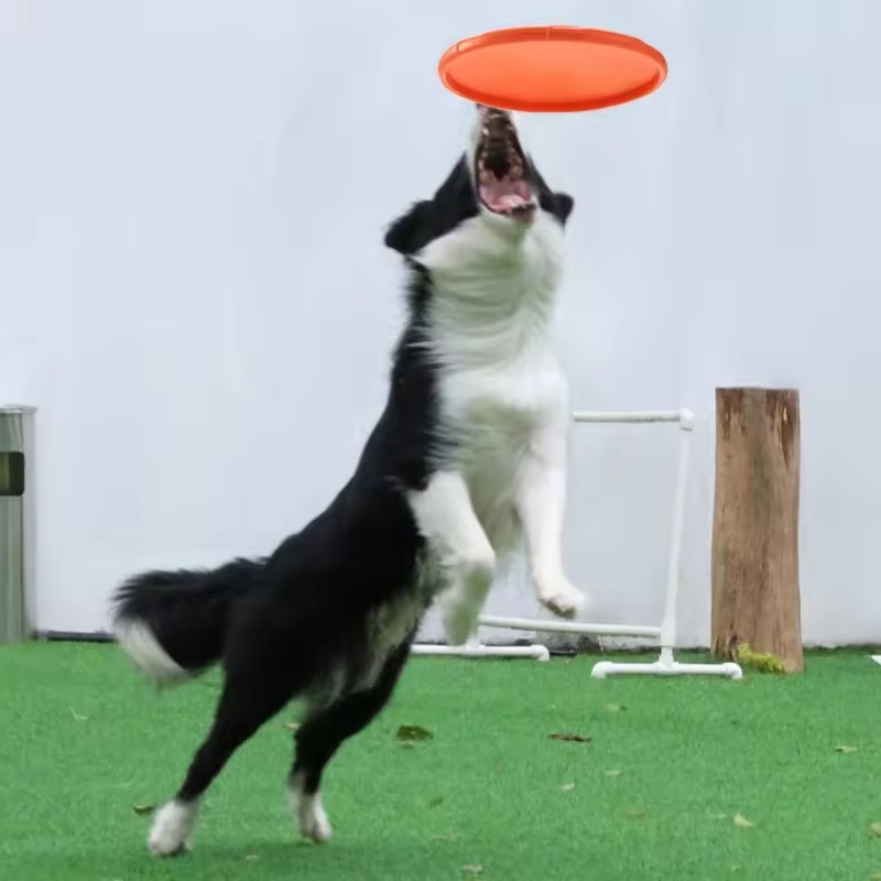 ของเล่นจานบินซิลิโคนแบบอินเทอร - Flying Disc Dog Training Toy บทวิจารณ์และราคา